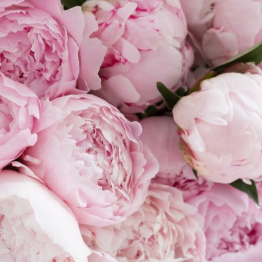 Peonias Rosas