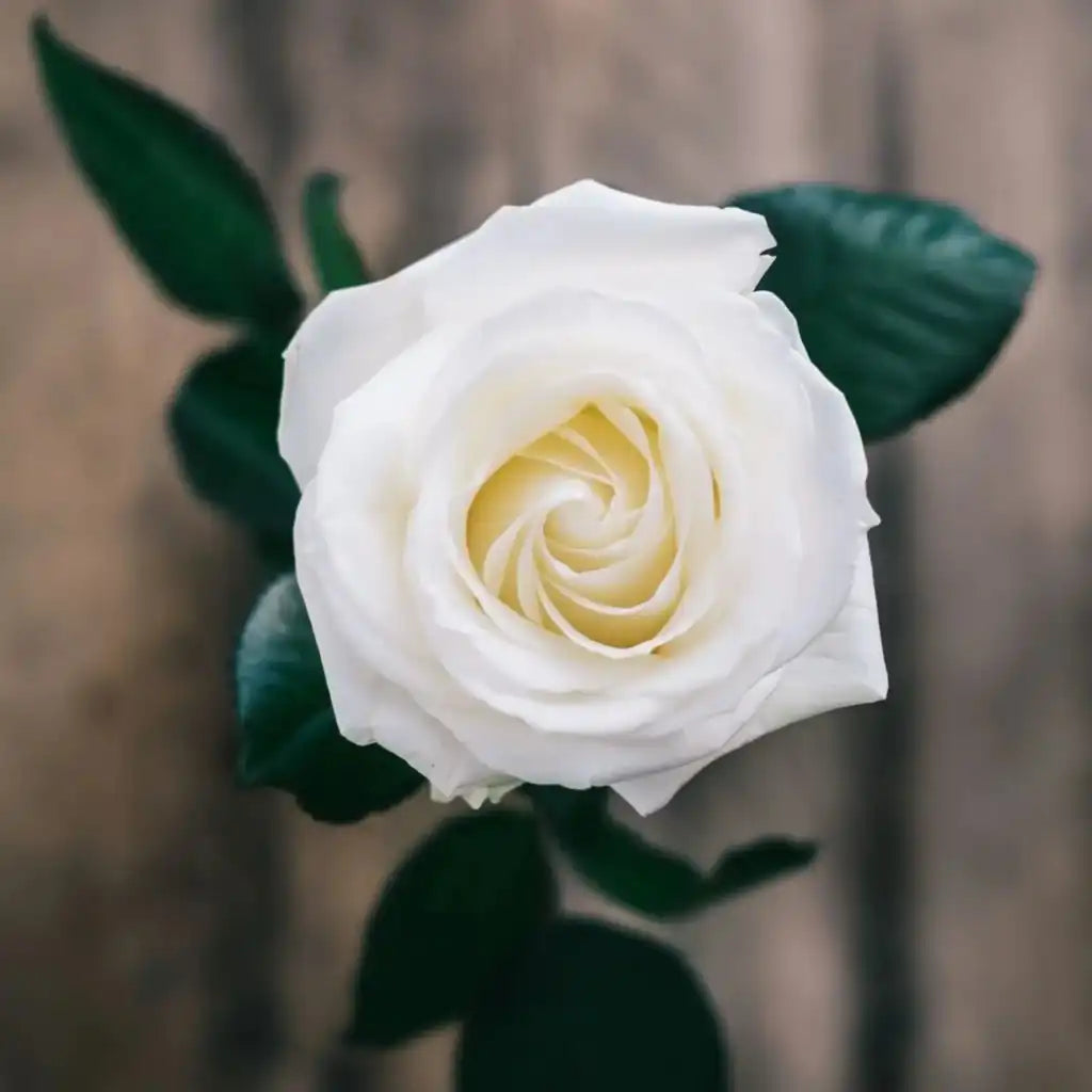 Regalar flores para agradecer no es una debilidad, al contrrio es una forma de gratitud que nos eleva.