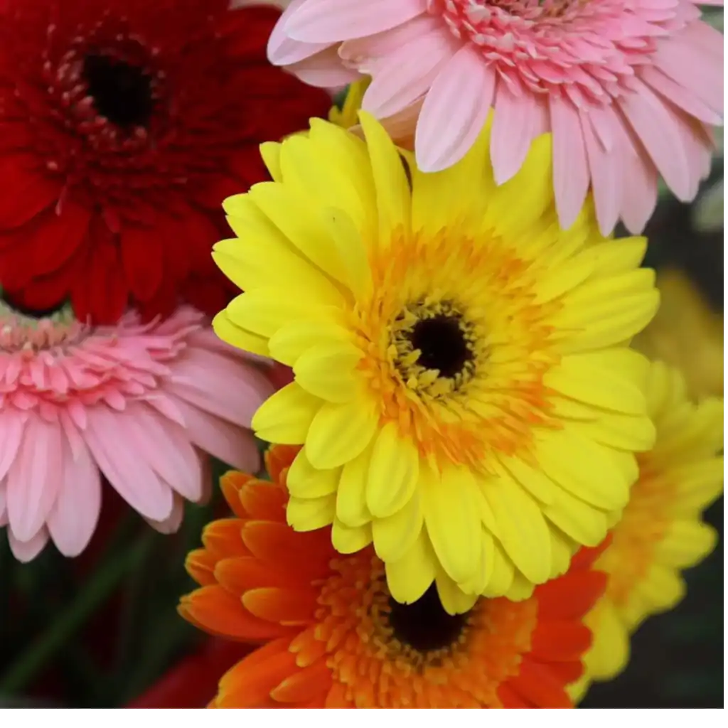Por su colorido la Gerbera esta asociada a la alegría, la cercanía, el cariño y el afecto.