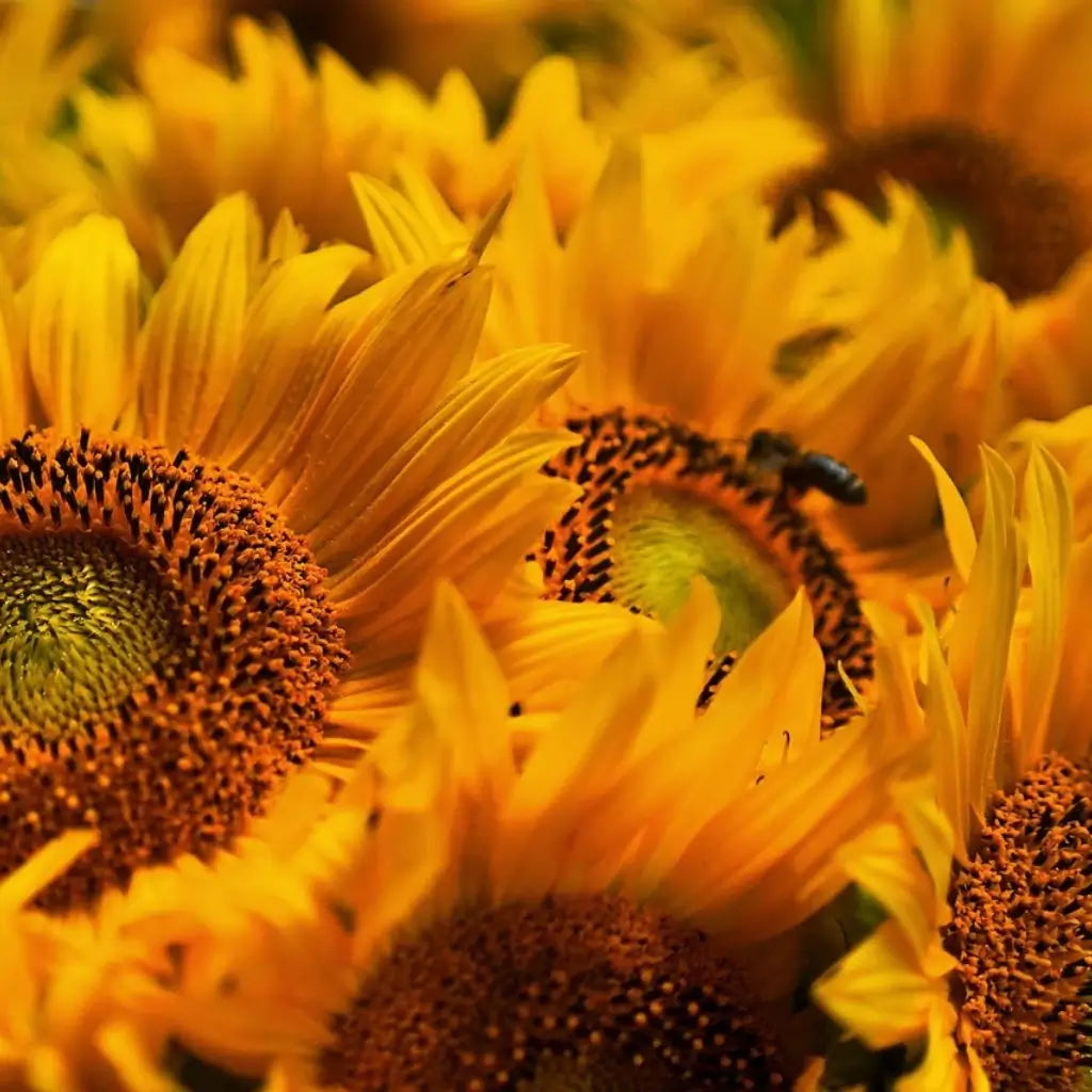 El girasol, es una de las plantas más populares actualmente. El girasol tiene la capacidad de moverse y orientar sus hojas, sus tallos y sus flores hacia el sol de manera natural