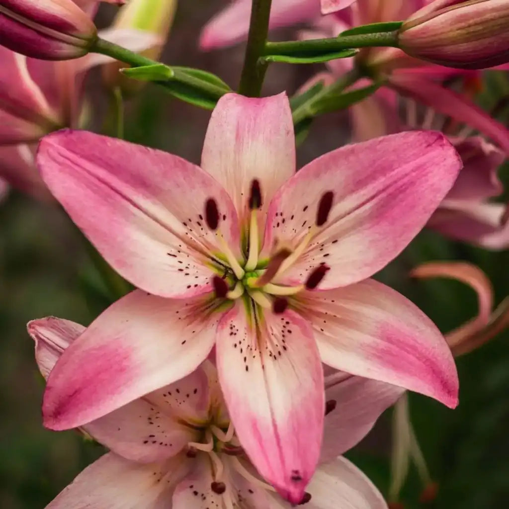 Las flores Lilis (lilium) son altamente valoradas gracias a su belleza y calidad de la flor.