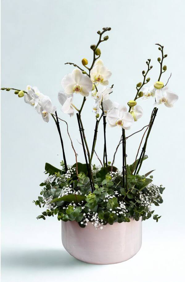 OrquideasBlancas