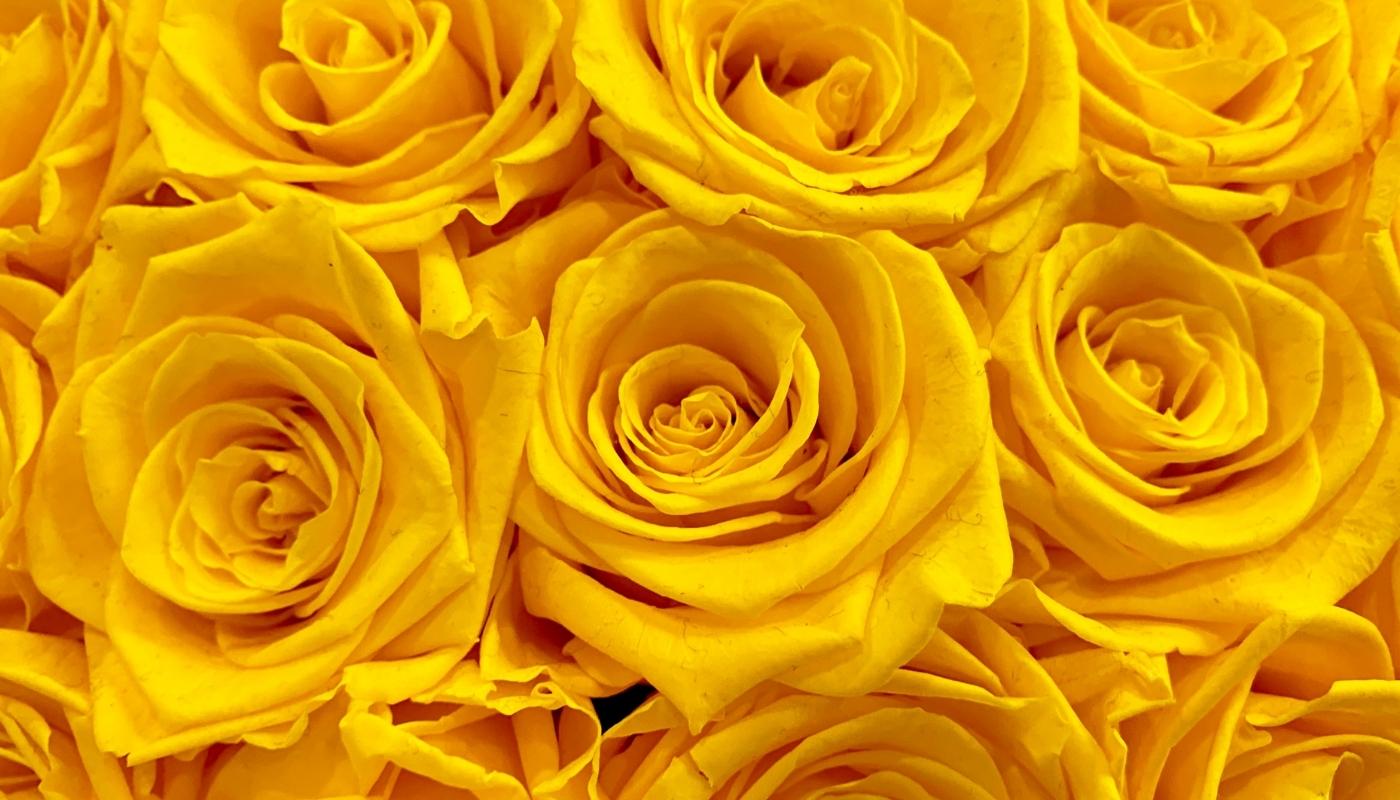 Rosas Amarillas 21 de septiembre