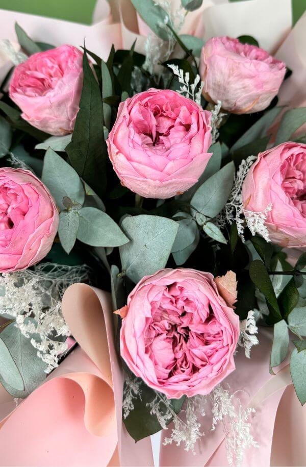 Peonias Rosas