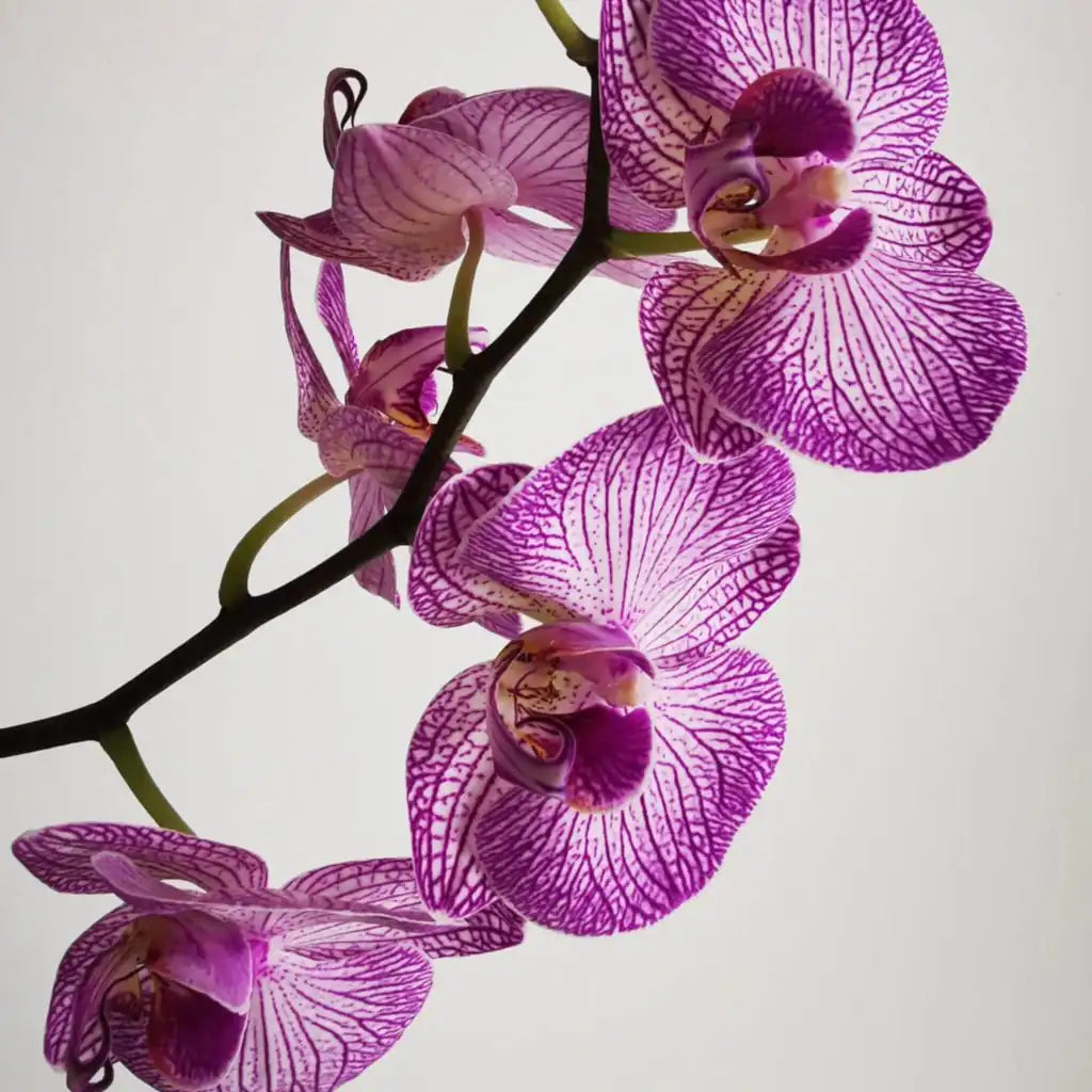 Categoria_de_Orquideas