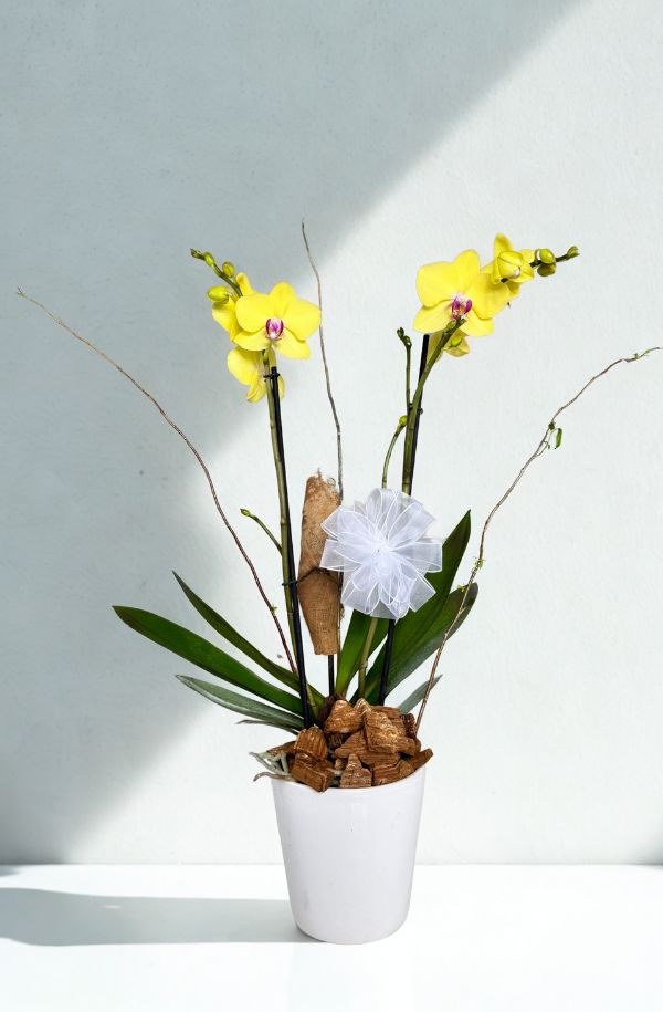 Oquidea amarilla