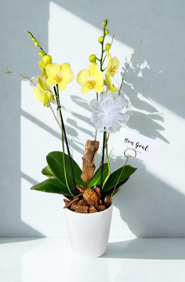 orquidea amarilla