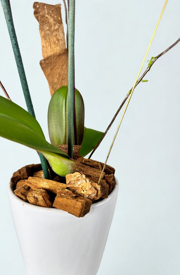 orquidea amarilla