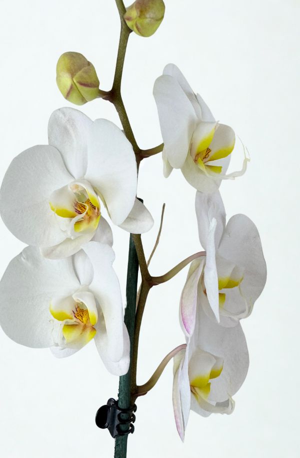 OrquideaPhalenopsisBlanca2varas