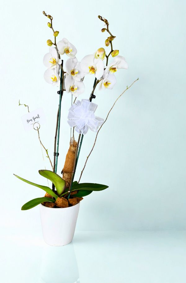 OrquideaPhalenopsisBlanca2varas