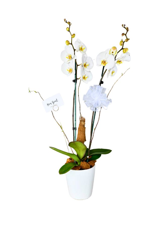 OrquideaPhalenopsisBlanca2varas