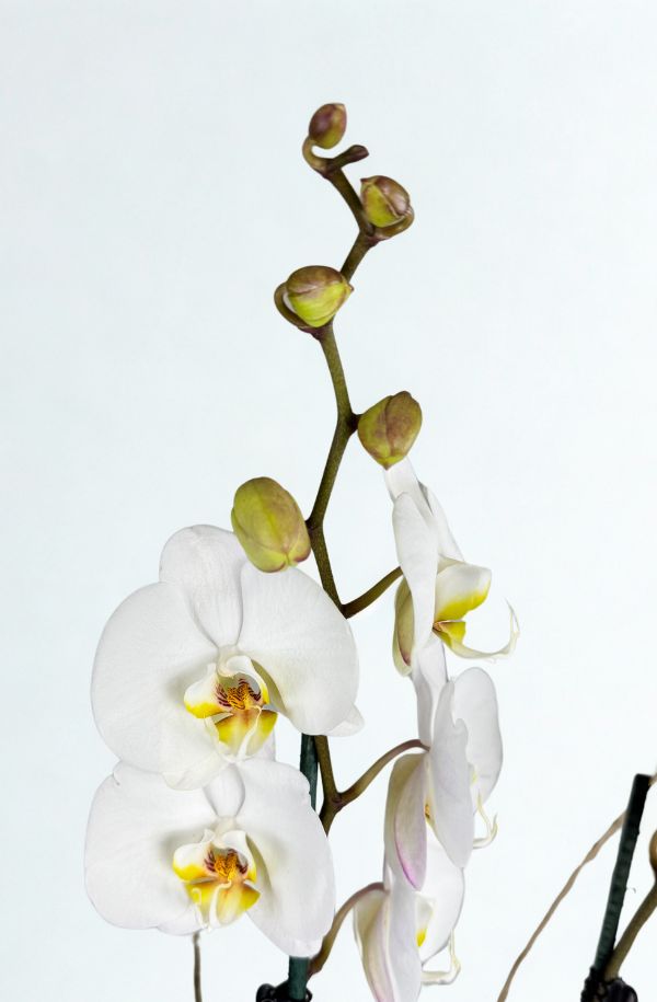 OrquideaPhalenopsisBlanca2varas