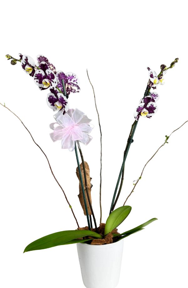 OrquideaPhalenopsisColorBlancapinta2varas