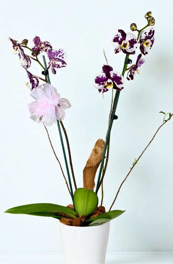 OrquideaPhalenopsisColorBlancapinta2varas