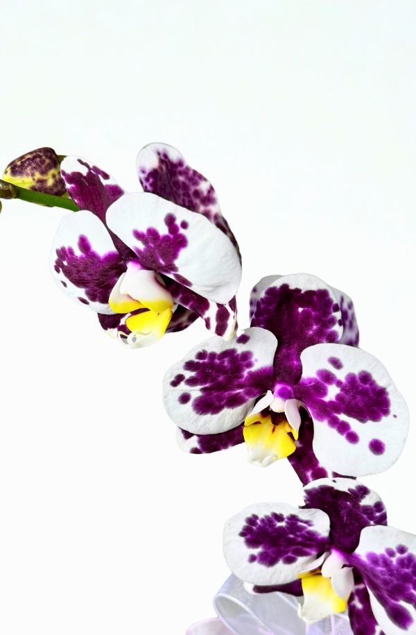 OrquideaPhalenopsisColorBlancapinta2varas