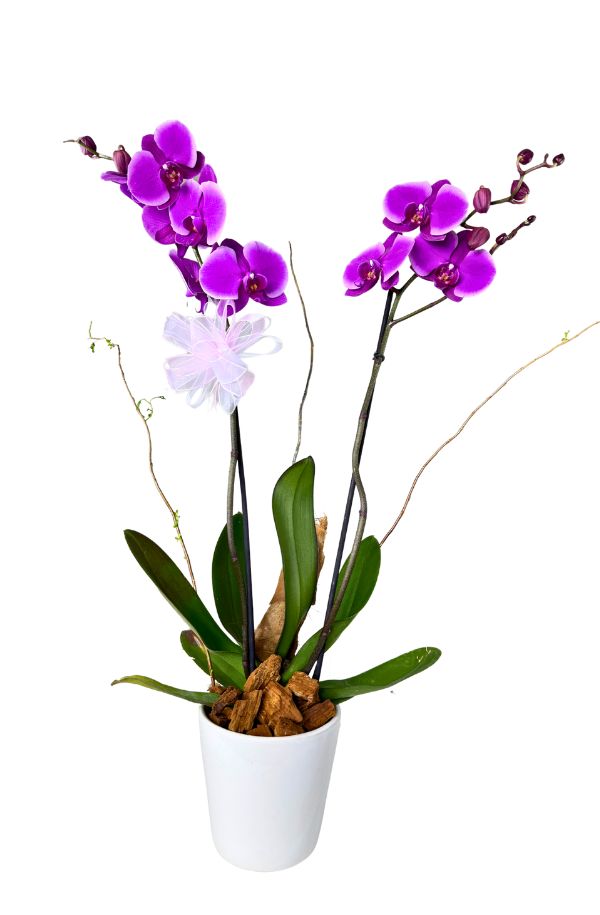 OrquideaPhalenopsisColorMorada2varas_2