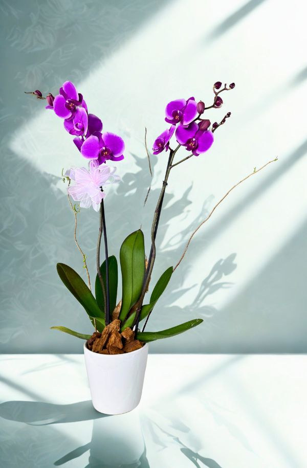 OrquideaPhalenopsisColorMorada2varas_2