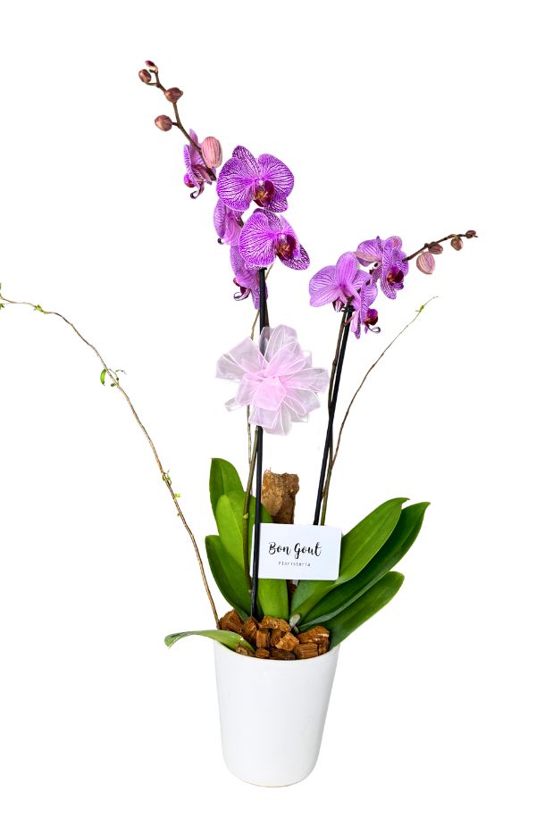 OrquideaPhalenopsisColorMoradaRayada2varas