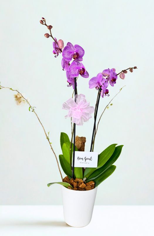OrquideaPhalenopsisColorMoradaRayada2varas