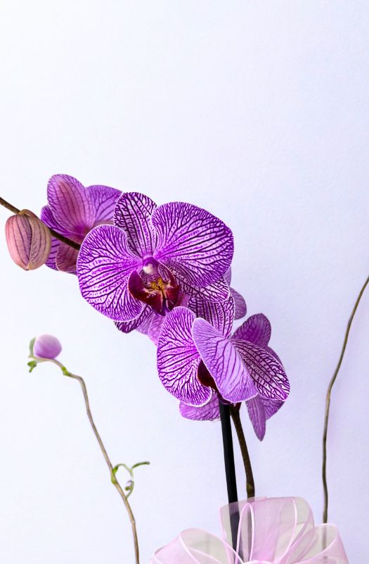 OrquideaPhalenopsisColorMoradaRayada2varas