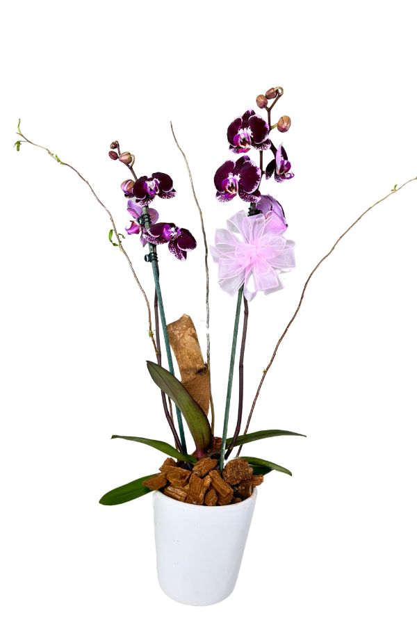 OrquideaPhalenopsisColorMoradapinta2varasa