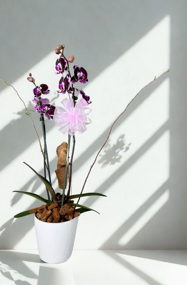 OrquideaPhalenopsisColorMoradapinta2varasa