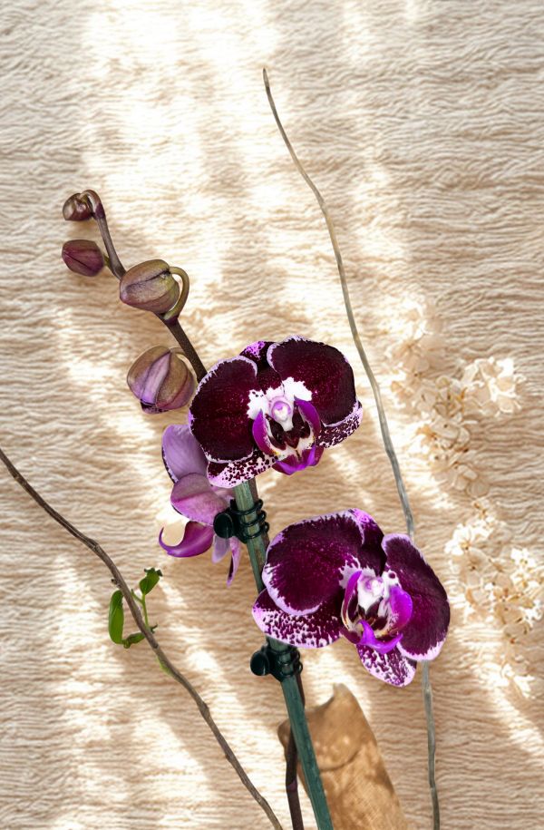 OrquideaPhalenopsisColorMoradapinta2varasa