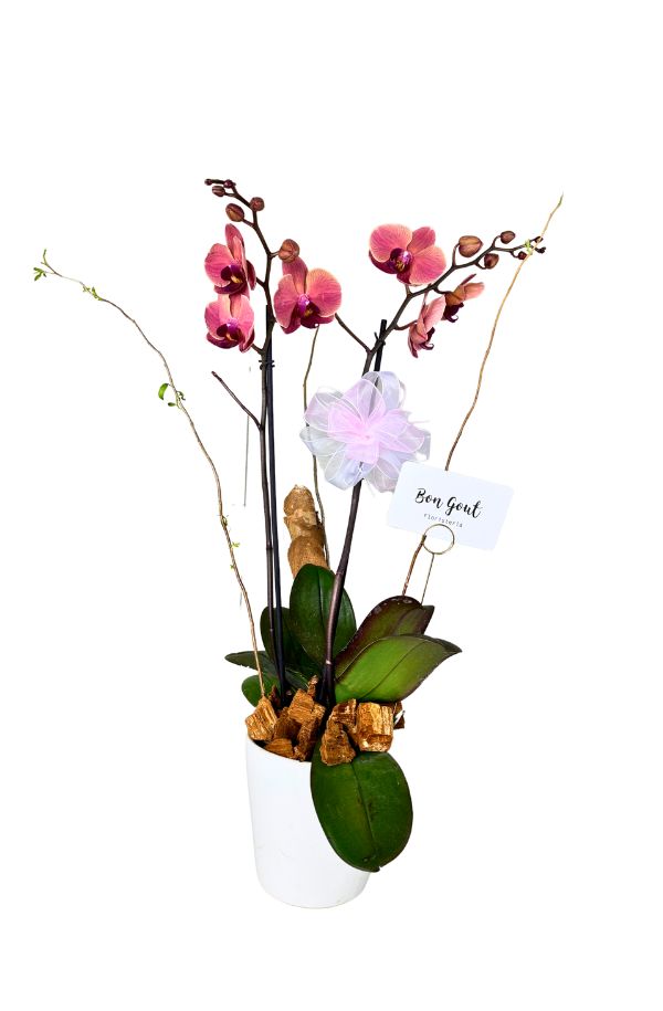 OrquideaPhalenopsisColorVino2varas