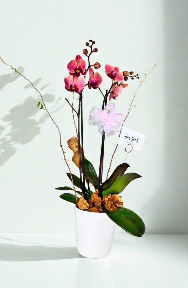 OrquideaPhalenopsisColorVino2varas