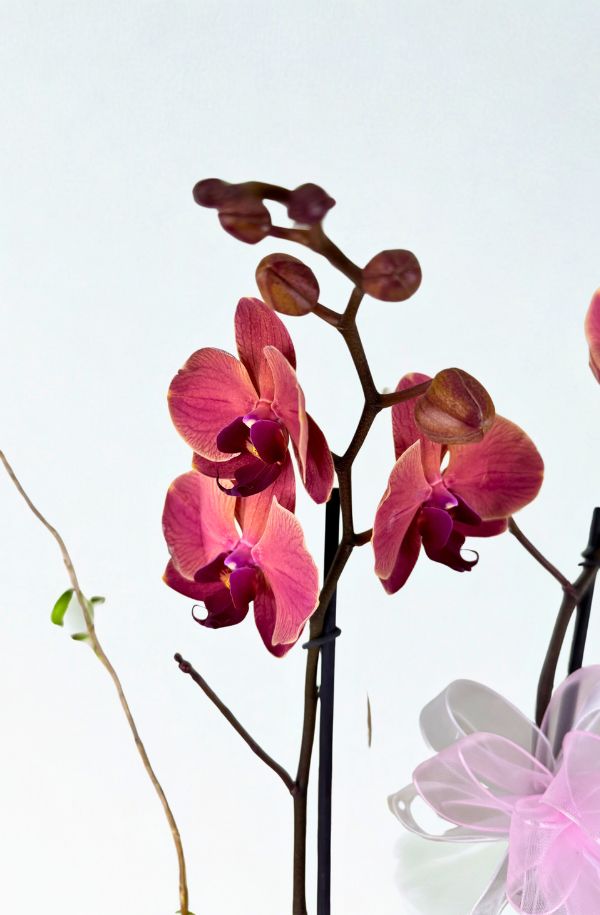 OrquideaPhalenopsisColorVino2varas