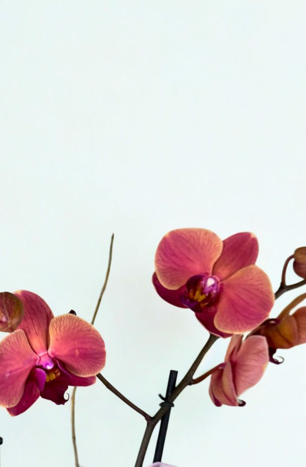 OrquideaPhalenopsisColorVino2varas