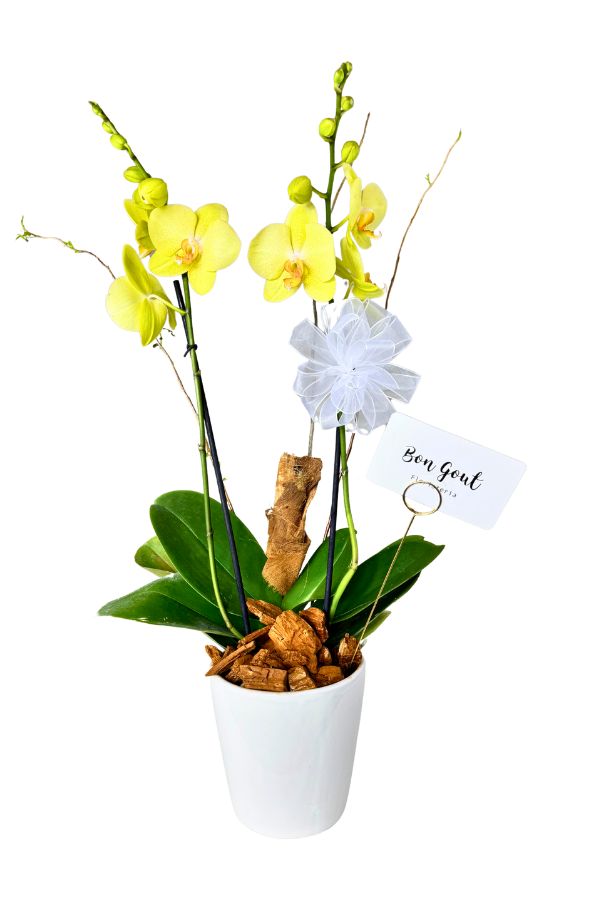 orquidea-phalaenopsis-amarilla-base-ceramica