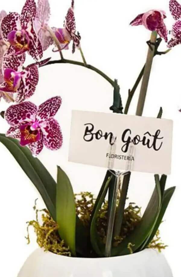 Orquidea Phalenopsis Morada de 2 varas #color_Morado