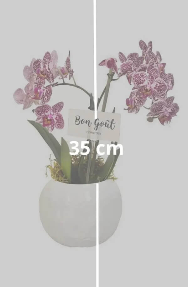 Orquidea Phalenopsis Morada de 2 varas #color_Morado