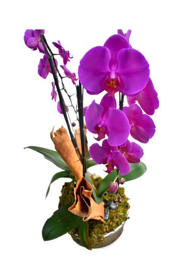 Orquidea de Cascada Morada de 2 Varas y base acabado Espesjo #Color_Morado