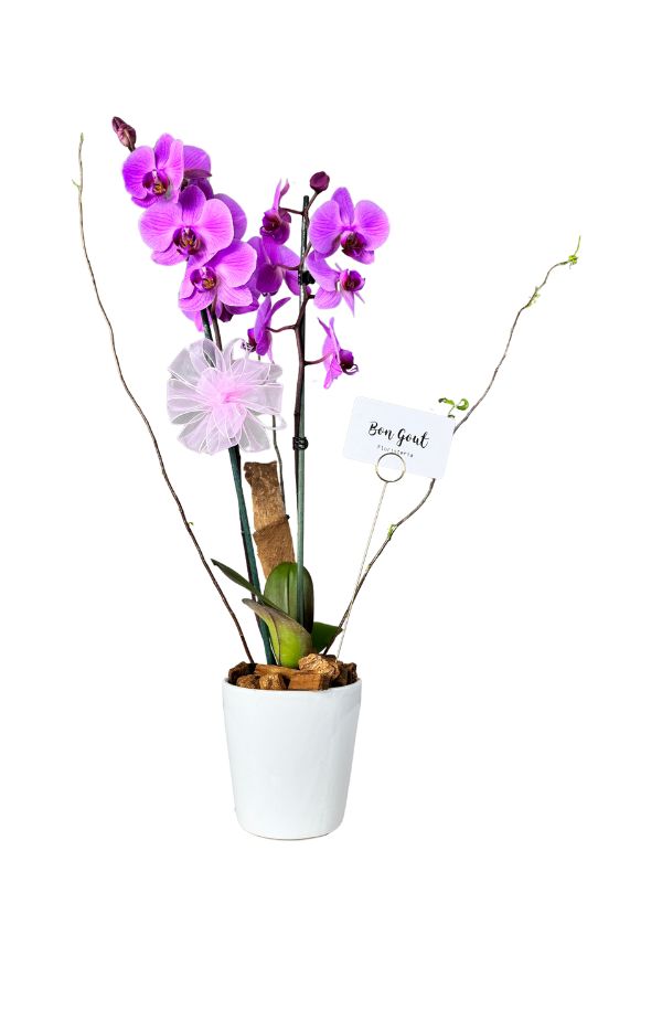 OrquideaphalenopisLila