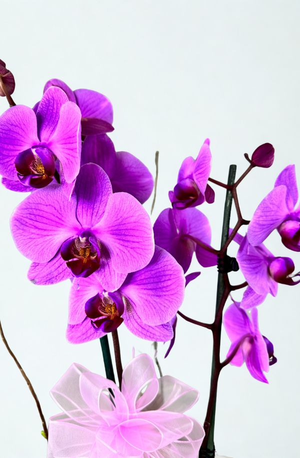 OrquideaphalenopisLila