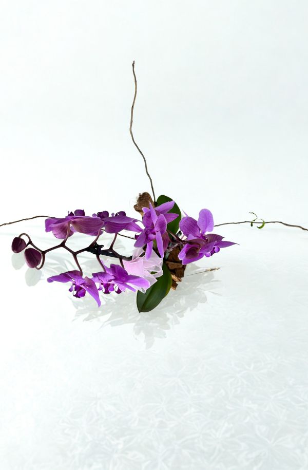 OrquideaphalenopisLila
