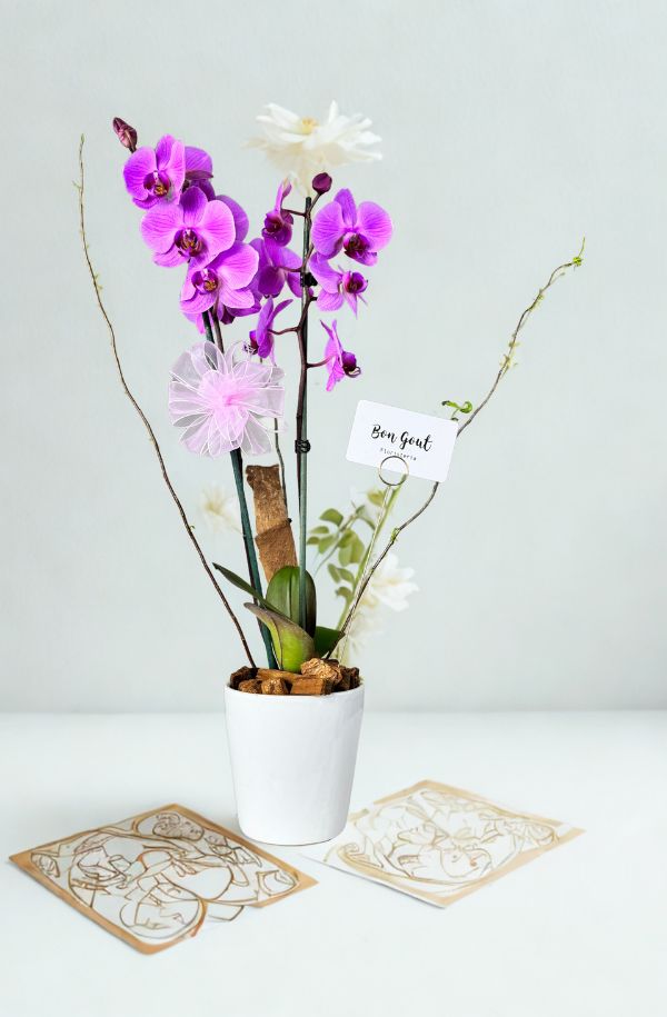 OrquideaphalenopisLila