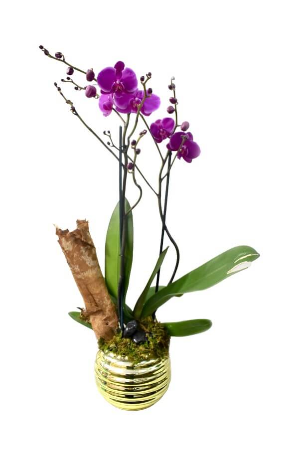 Orquídea Phalaenopsis 2 Varas #Color_Morado