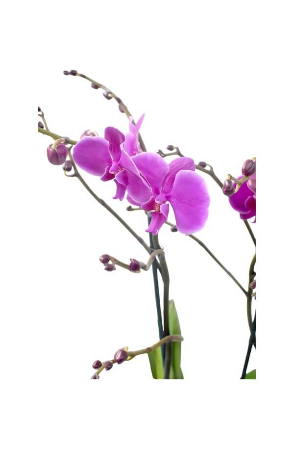 Orquídea Phalaenopsis 2 Varas #Color_Morado