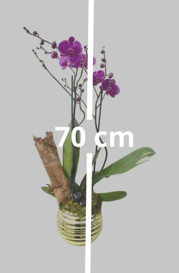 Orquídea Phalaenopsis 2 Varas #Color_Morado