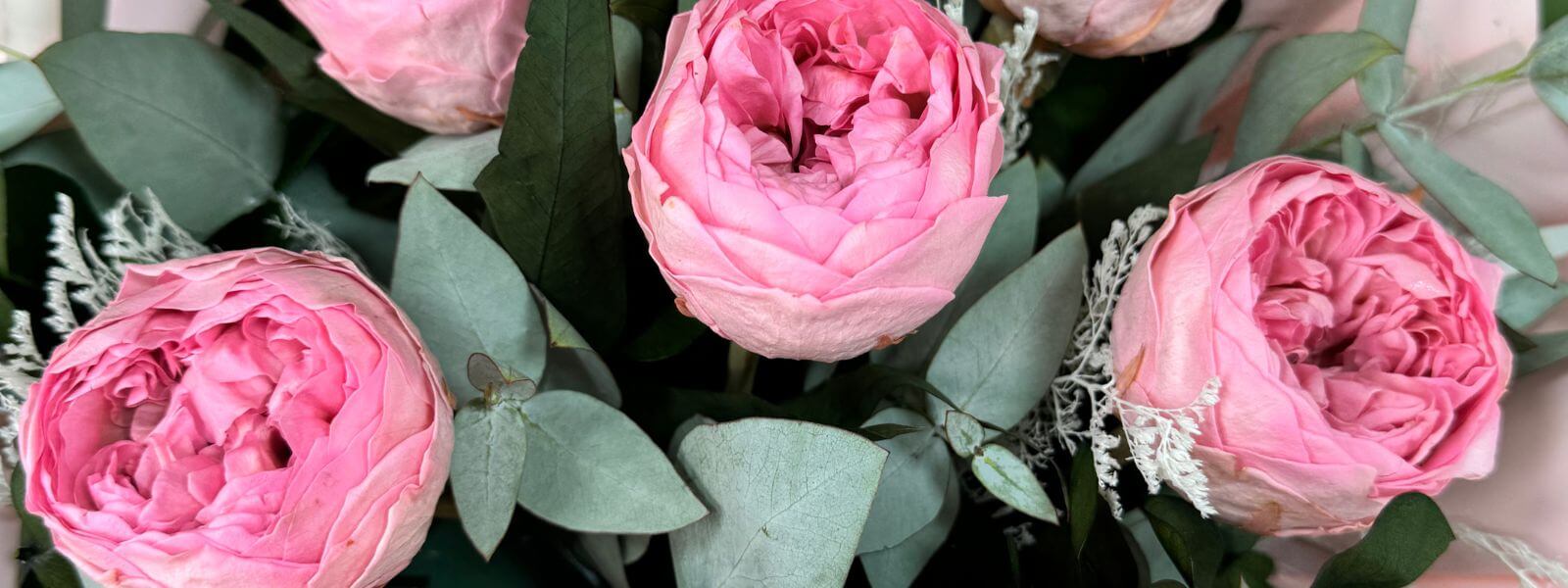 Peonia_Rosa_
