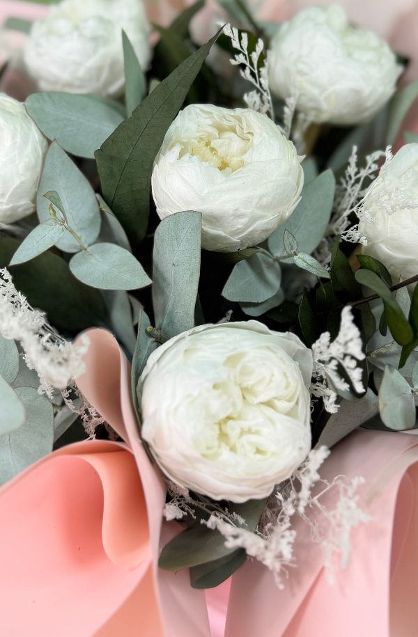 peonia blanca