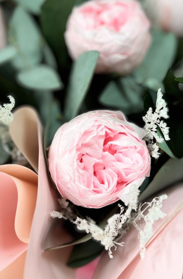 Peonia rosa