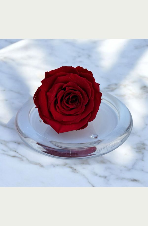 Rosa Eterna En Estuche De Cristal 100% Natural Preservada