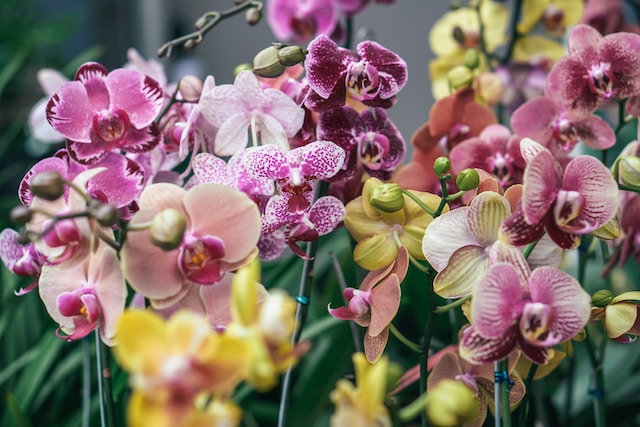Orquídeas como cuidarlas