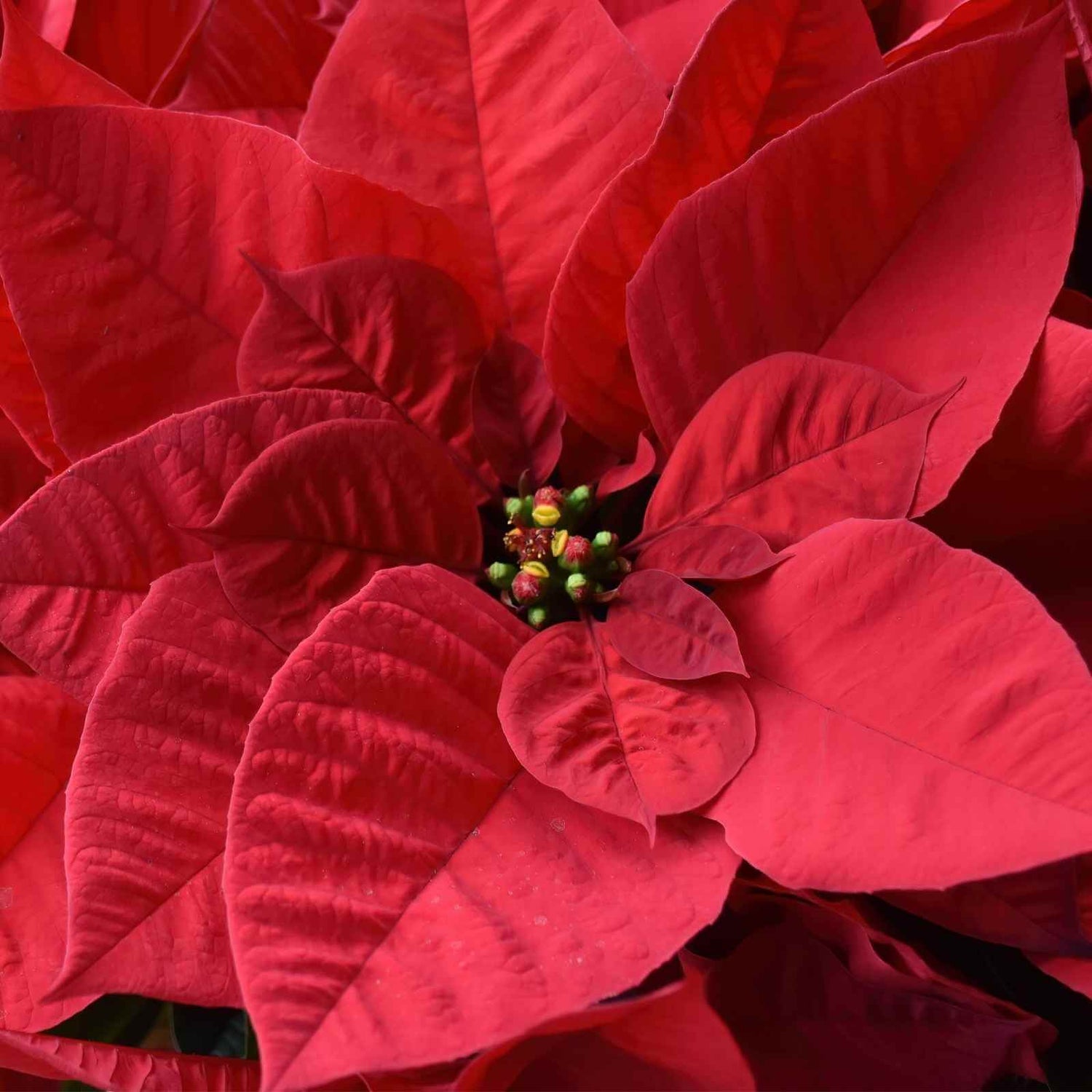 Nochebuena: La Flor que Marca el Inicio de la Navidad