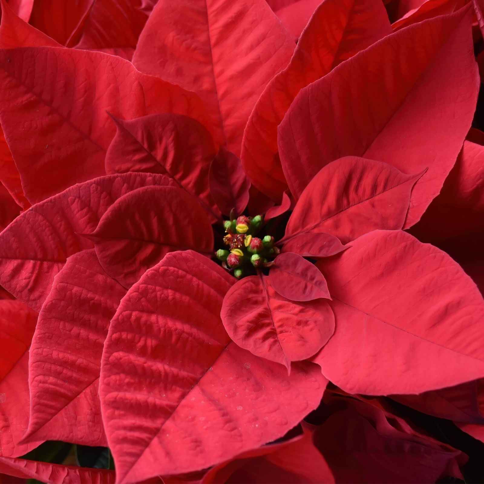 Nochebuena: La Flor que Marca el Inicio de la Navidad