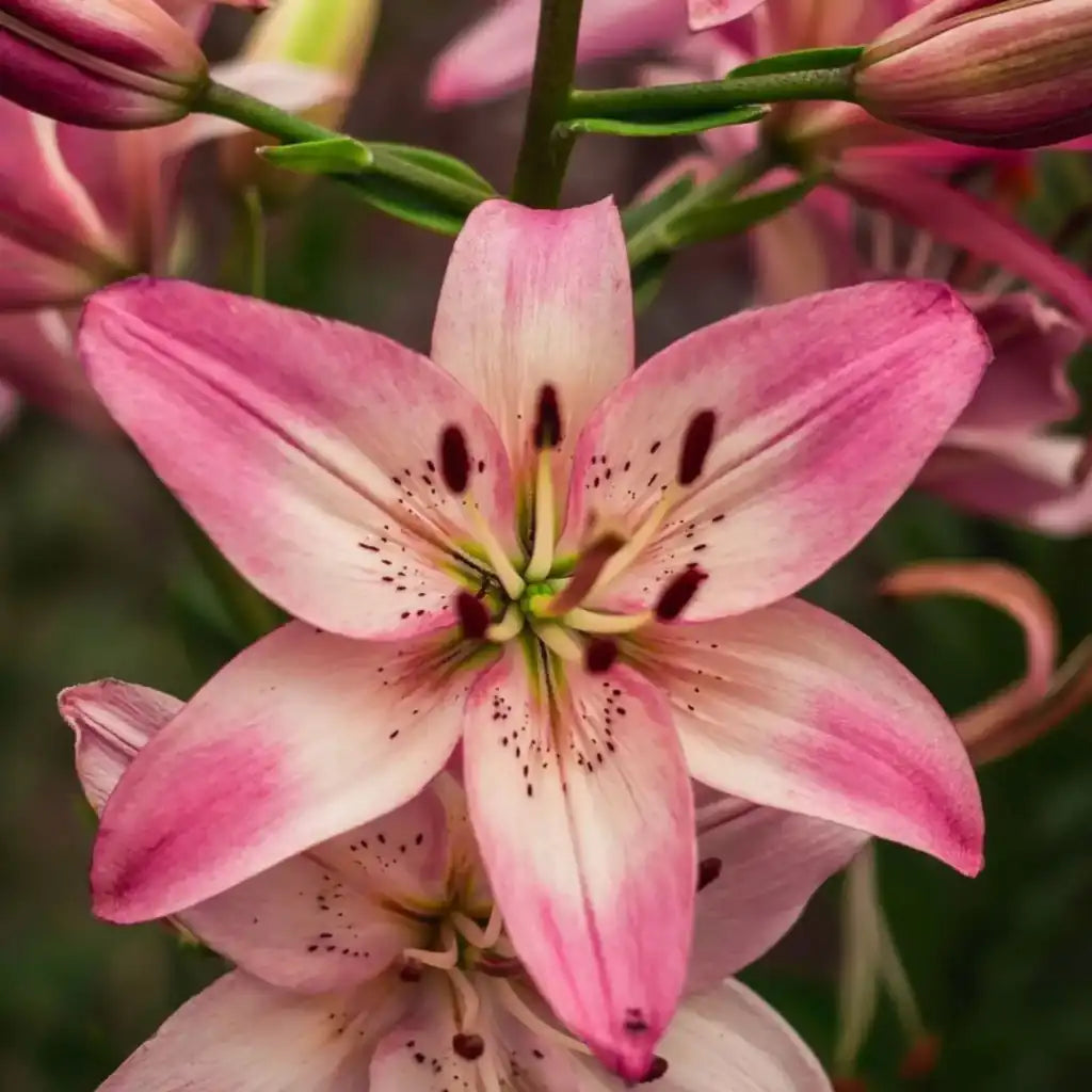 Las flores  Lilis (lilium) son altamente valoradas gracias a su belleza y calidad de la flor.